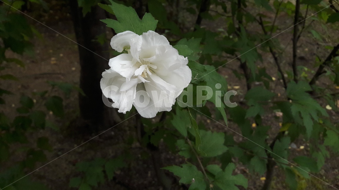 꽃,흰색,자연,식물,공원,생활,flower,화이트,하얀,하양,나무,풀,잎