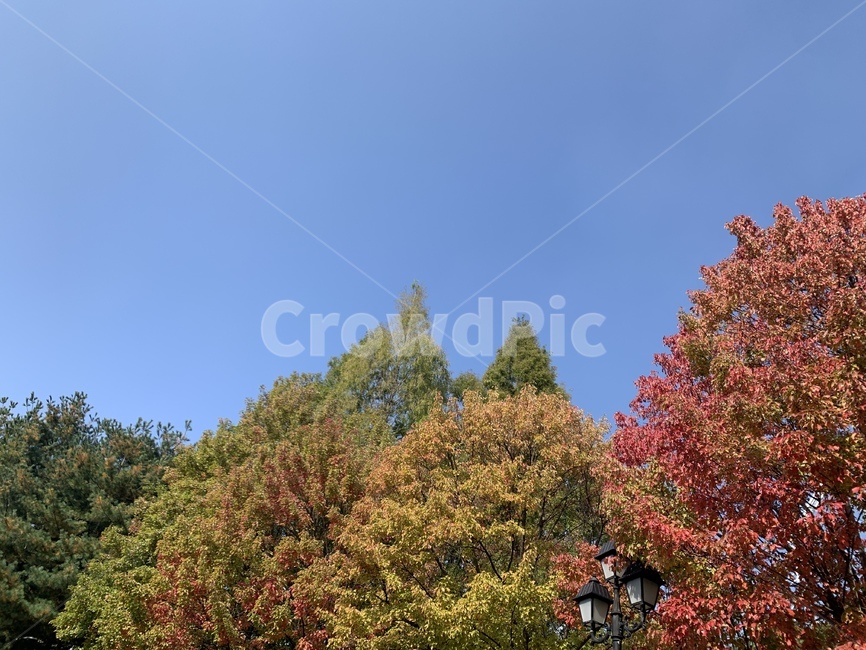 tree,나무,단풍,단풍나무,공원,plant,식물,자연
