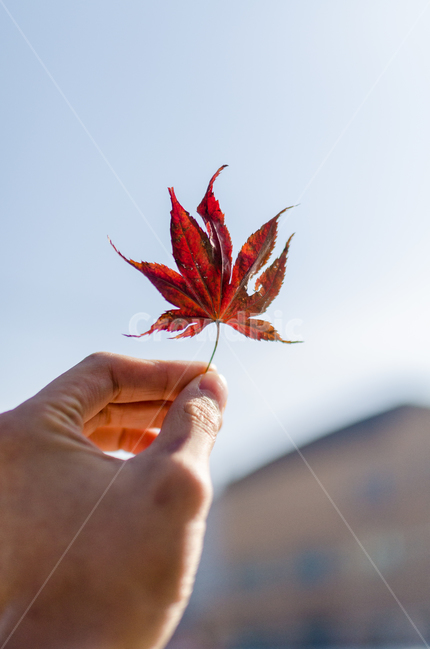 겨울,낙엽,풍경,시선,빨강,파랑,가을,계절,fall,autumn,season,식물,자연,plants,nature,leaf,잎,plant,tree,나무