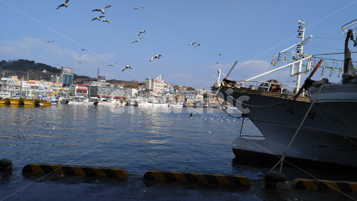갈매기,배,어촌,바다,새,gull,ship,fishingvillage,sea