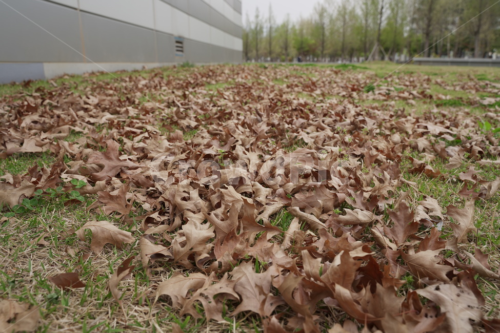 낙엽,가을,감성,감성사진,땅,가을,계절,fall,autumn,season,leaf,잎,plant,식물,ground,바닥