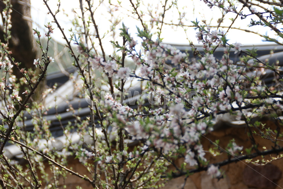 살구나무,살구꽃,살구,꽃,봄,돌담,담장,고택,목조건물,apricottree,apricotflower,apricot,flower,spring,stonewall,oldhouse,woodenbuilding