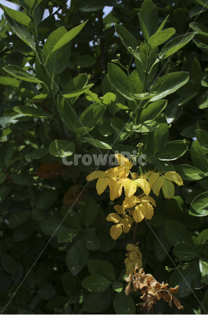 plant,식물,leaf,잎,초록,노랑,green,yellow
