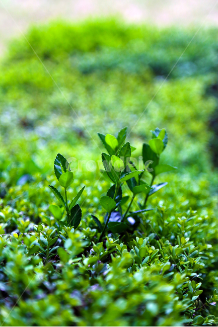 봄,초록,나뭇잎,봄나무,spring,식물,봄,계절,spring,season,식물,자연,plants,nature,pottery,도기류,vase,병 장식,jar,항아리,plant,potted plant,화분,planter,파종기,vegetation,초목