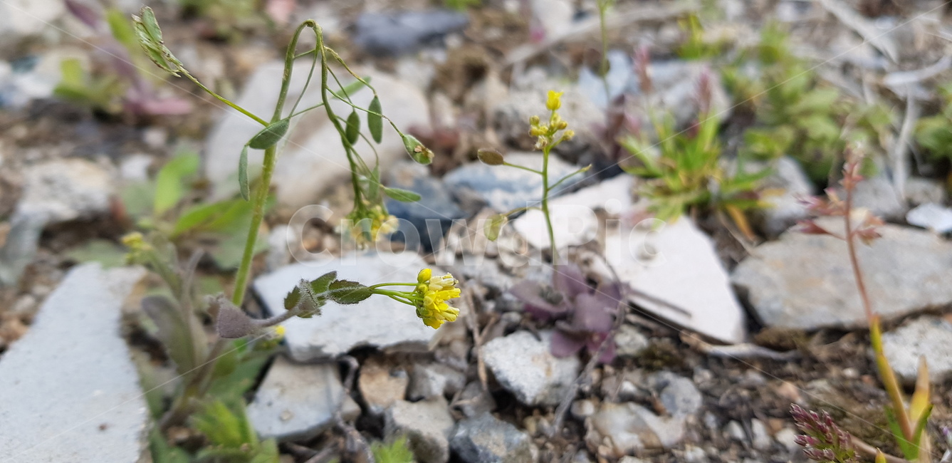 꽃,flower,daffodil,봄,blossom,plant,꽃다지