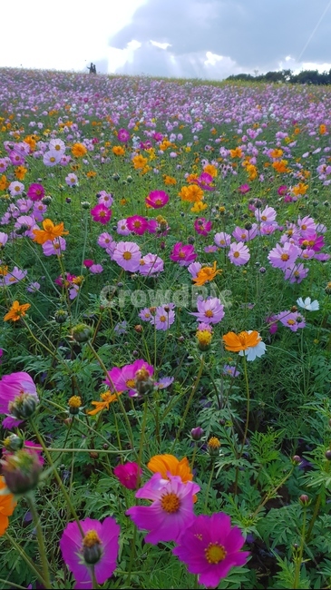 nature,자연,outdoors,옥외,grassland,field,들,flower,꽃,blossom,plant,rural,geranium,식물,가을,언덕