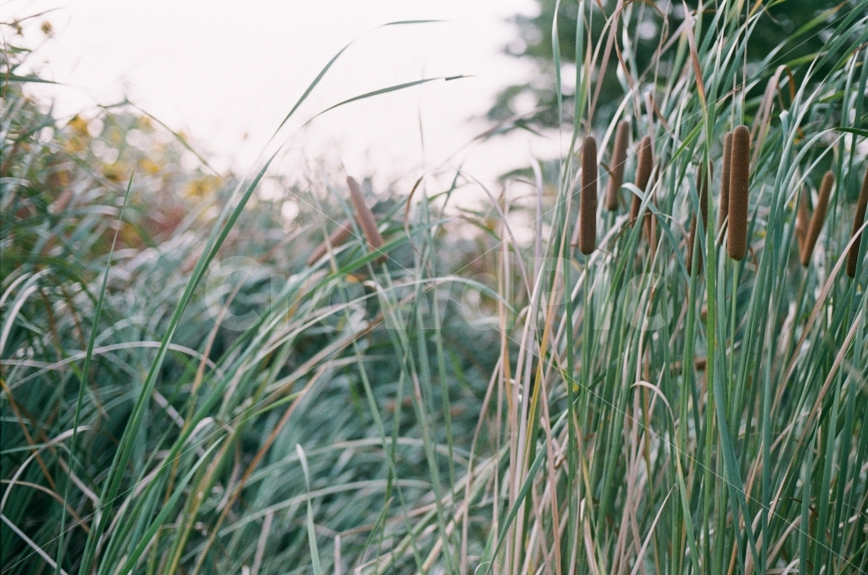 부산,시민,공원,식물,여름,니콘,필름,카메라,필름감성,식물,자연,plants,nature