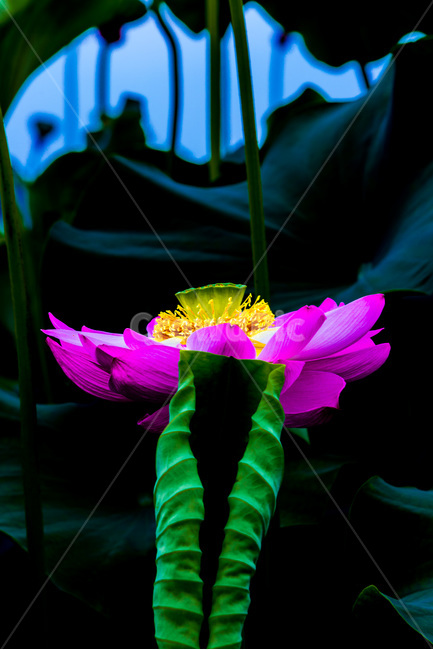 연꽃,연잎,문양,무늬,패턴,자연,식물,자연,plants,nature,꽃,flower
