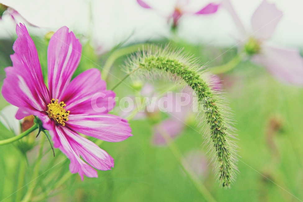 코스모스,꽃,꽃잎,들꽃,식물,가을꽃,가을,공원,자연,식물,자연,plants,nature,꽃,flower