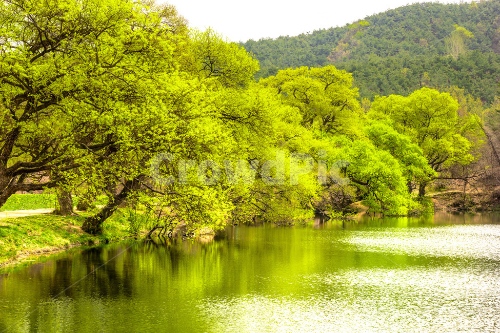 경산,반곡지,봄,초록색,저수지,나무,봄,계절,spring,season,자연,풍경,nature,landscape,한국자연풍경,한국자연경관,korea nature landscape,water,물,outdoors,옥외