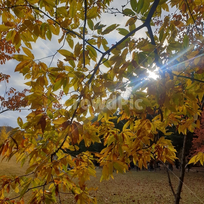 잎,가를,단풍,나무,식물,빛,가을,계절,fall,autumn,season,식물,자연,plants,nature,나무,trees,wood,leaf,plant,flare,플레어,light