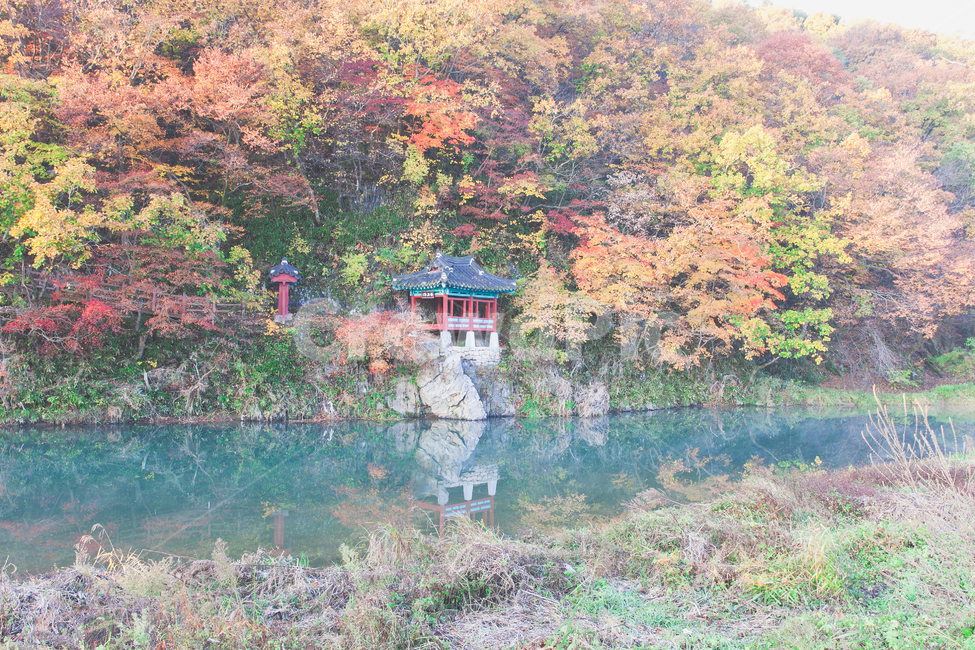 가을,풍경,만추,물가,단풍,가을,계절,fall,autumn,season,자연,풍경,nature,landscape,한국자연풍경,한국자연경관,korea nature landscape,plant,식물,blossom,꽃,flower,cherry blossom,벚꽃