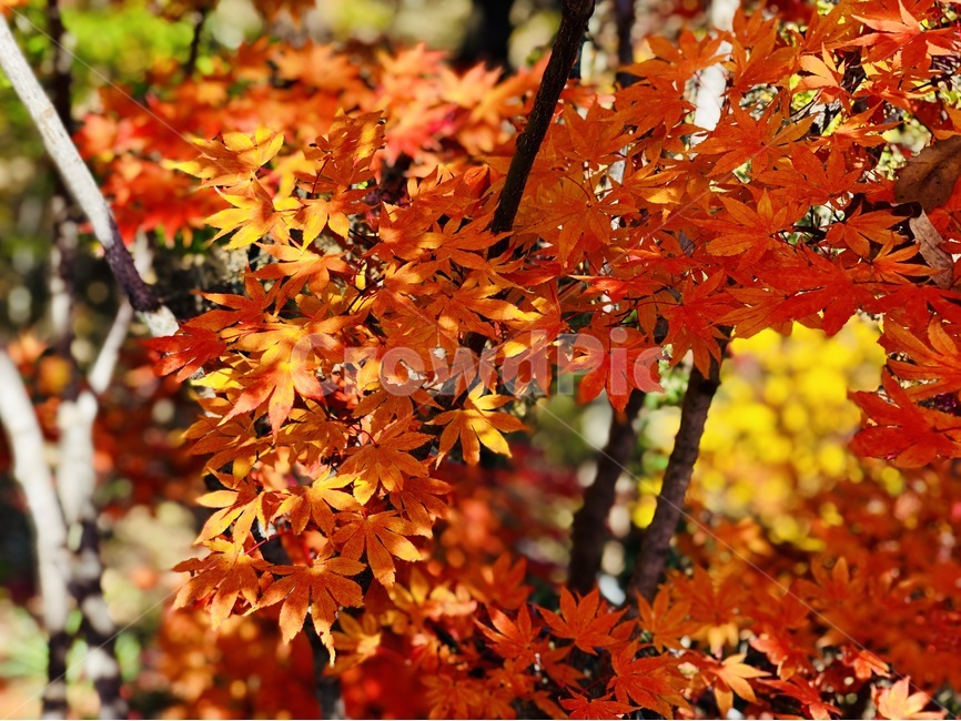 가을,낙엽,빨간색,레드,red,가을,계절,fall,autumn,season,식물,자연,plants,nature,plant,leaf,잎,tree,나무,maple,단풍