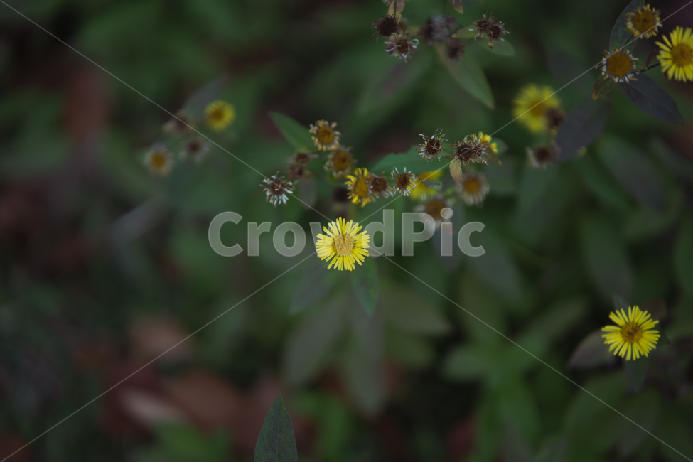 flowers,plant,botanical,꽃,식물,식물,자연,plants,nature,꽃,flower
