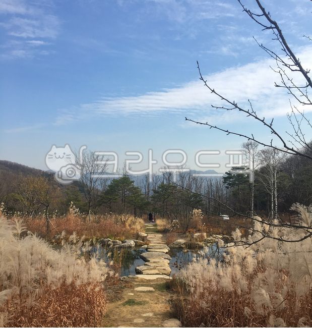romance,path,stepping stone,Reed,autumn weather,reed forest,stone bridge,autumn