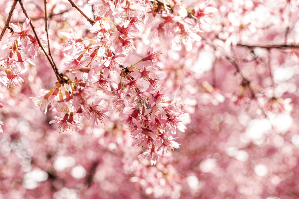 plant,식물,blossom,꽃,flower,확대,벚꽃,나무,핑크,분홍,햇빛,빛,화사한,spring,cherry,bloom,sunlight,light,sun,pink,fresh,tree,branch,식물,자연,plants,nature,꽃,flower