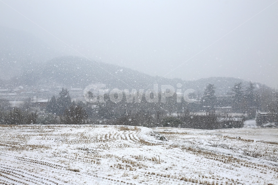 겨울,눈,계절,자연,풍경,시골,산,겨울풍경,함박눈,나무,고요한,평화로운,논,겨울,계절,winter,season,자연,풍경,nature,landscape,outdoors,옥외