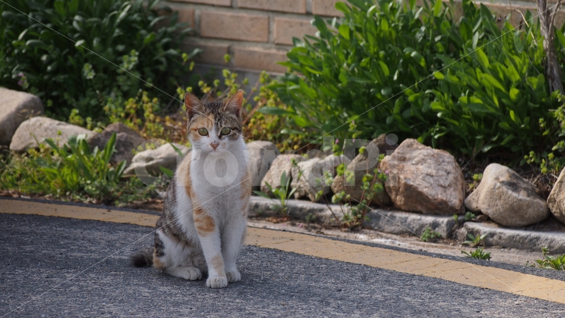 고양이,길고양이,부동자세,cat,동물,동물,animal,포유류,mammal,고양이,cat,kitten,kitty