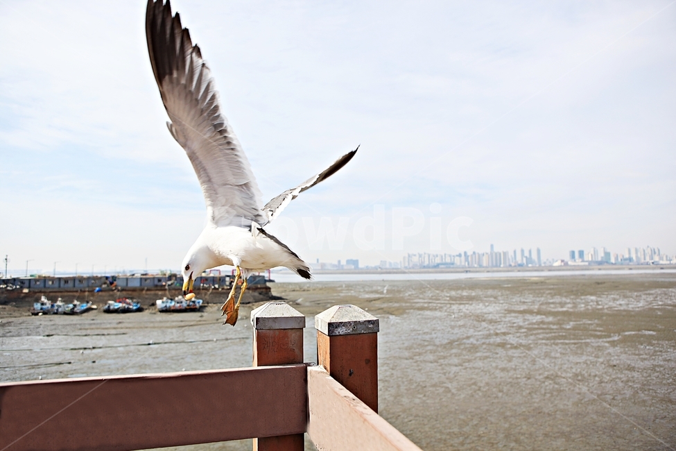 갈매기,조류,새,하늘,자연,풍경,배경,풍광,동물,animal,조류,새,birds