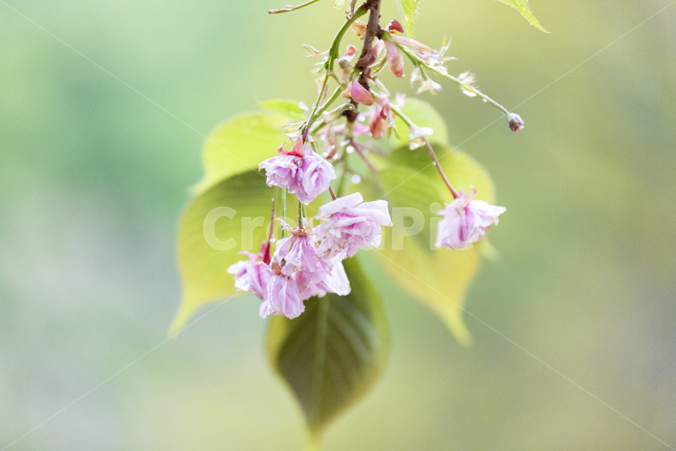 물망울,꽃,자연,핑크,겹벚꽃,식물,배경,아름다움,식물,자연,plants,nature,꽃,flower