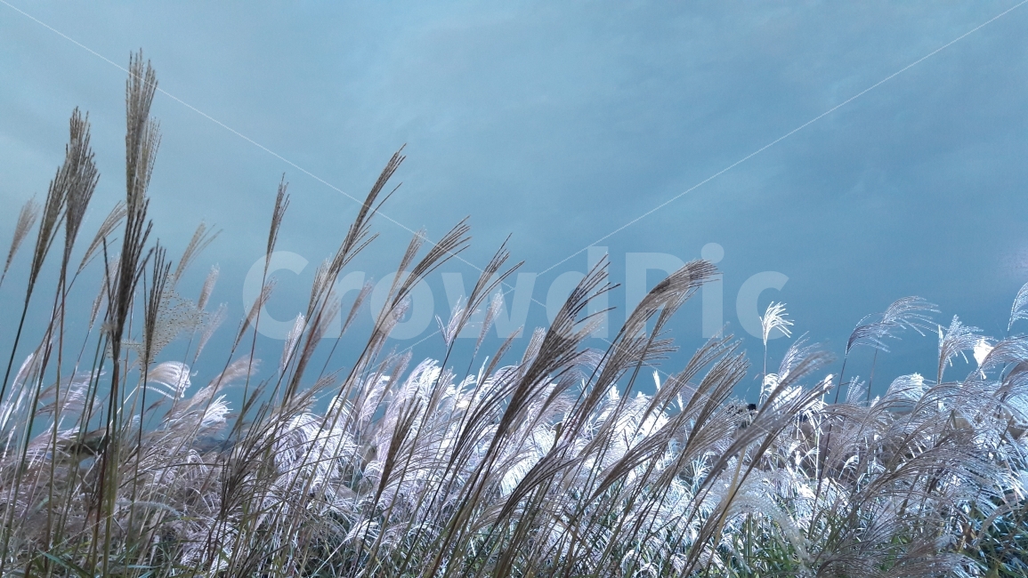 상암동,하늘공원,억새풀,축제,가을,가을,계절,fall,autumn,season,자연,풍경,nature,landscape,한국자연풍경,한국자연경관,korea nature landscape,grass,잔디,plant,식물,lawn,reed,갈대