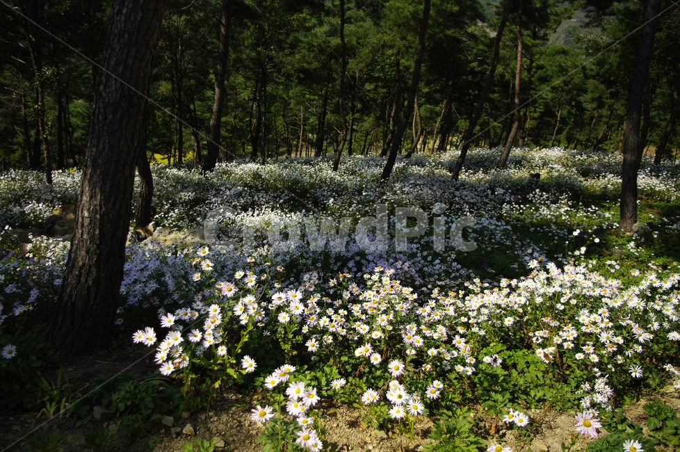 나무,숲,구절초,꽃,풍경,식물,flower,plant