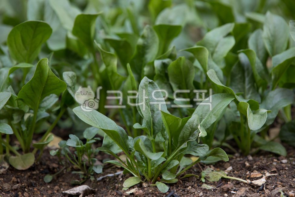 시금치,채소,식재료,plant,식물,초록,야채,음식