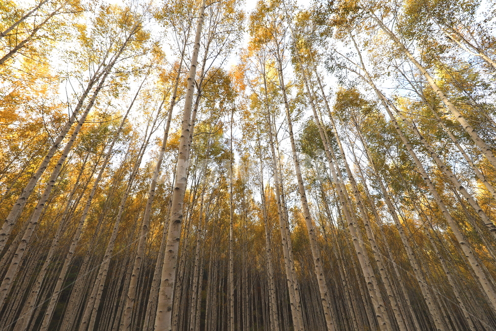 식물,풍경,나무,자작나무,계절,자연,풍경,nature,landscape,plant,tree
