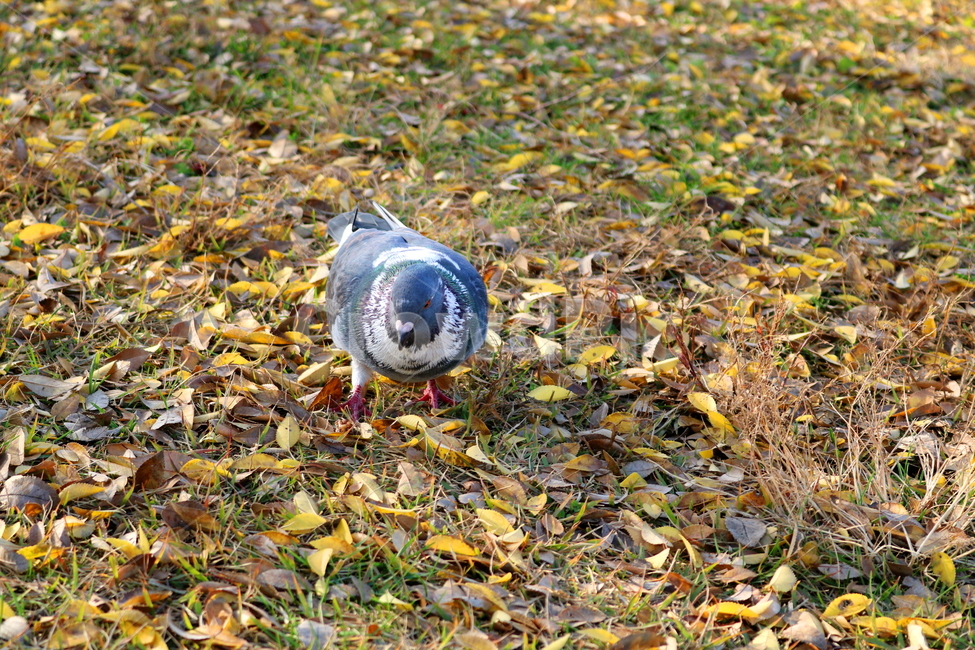 비둘기,새,조류,동물,낙엽,풀밭,풀,가을,가을,계절,fall,autumn,season,동물,animal,조류,새,birds,ground,바닥