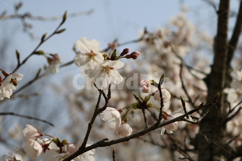 plant,식물,flower,꽃,꽃잎,blossom
