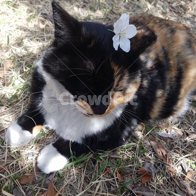 고양이,cat,봄,햇빛,꽃,동물,animal,포유류,mammal,고양이,cat,kitten,kitty