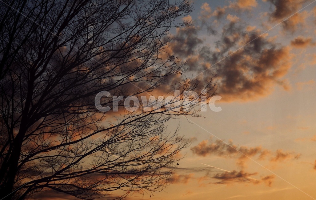 나무,하늘,구름,sky,겨울하늘,노을