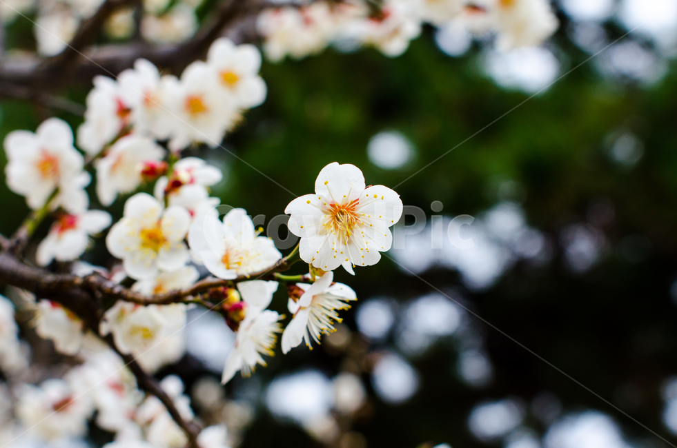 매화,봄,꽃,자연,나무,tree,spring,flower,natural,홍매화,배경화면,background,plum,chineseplum