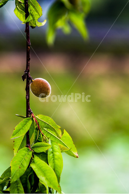 살구,봄,문양,무늬,감성,식물,자연,plants,nature,과일,열매,fruit
