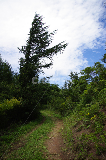 나무,하늘,구름,풍경,식물,길,자연,풍경,nature,landscape,tree,plant,fir,전나무,conifer,구과 식물