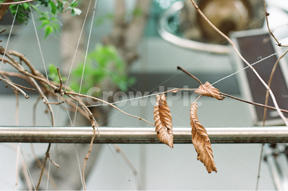 감성,감성사진,홀로,나홀로,쓸쓸함,쓸쓸,나뭇잎,가을,계절,fall,autumn,season,식물,자연,plants,nature,leaf,잎,plant,animal,동물,bird,새