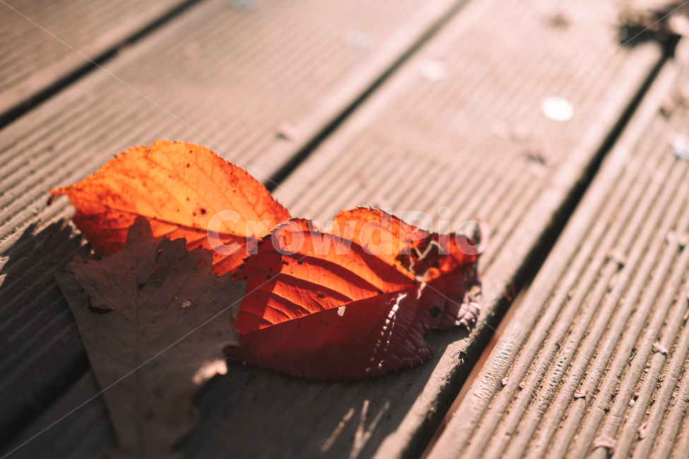 나뭇잎,잎사귀,자연,가을,단풍,가을,계절,fall,autumn,season,감성,sensible,feeling,plant,식물,leaf,잎