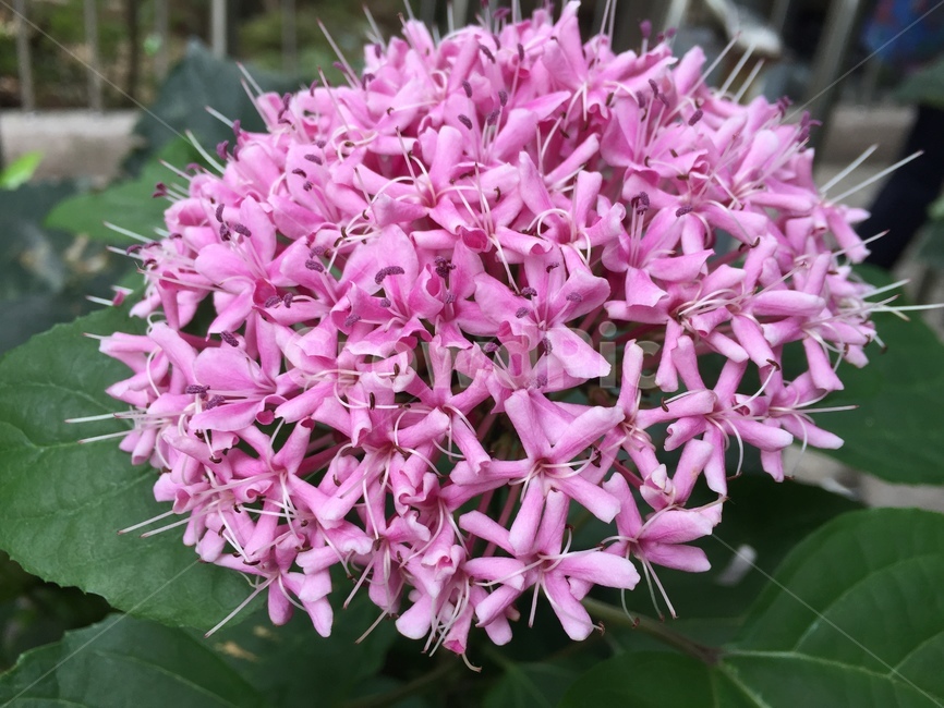 꽃,flower,자연,nature,꽃누리장나무,식물,자연,plants,nature,꽃,flower