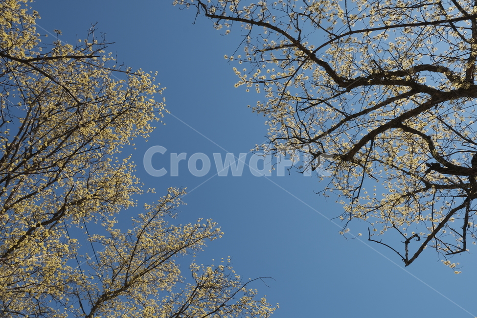산수유,꽃,자연,공원,나무,식물,tree