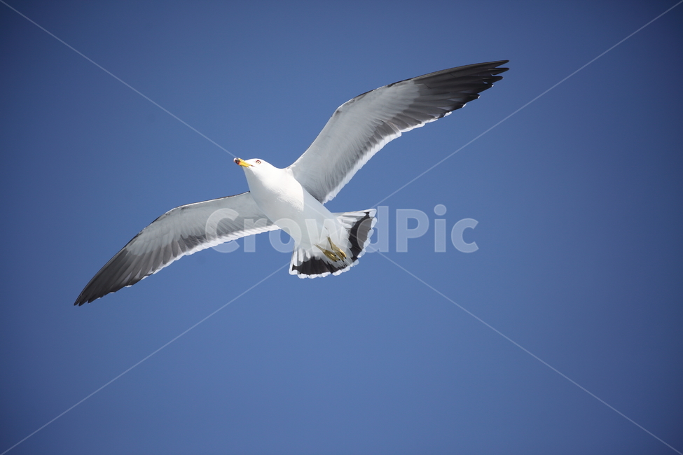 갈매기,바다새,대형조류,commongull,mewgull,laruscrassirostris,괭이갈매기,동물,animal,조류,새,birds