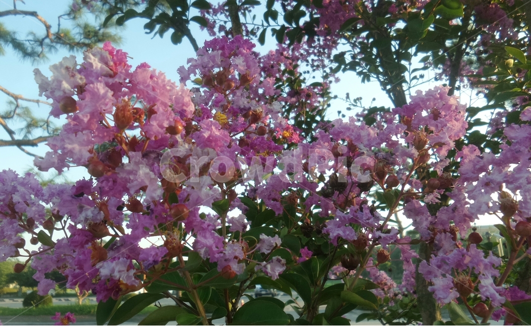 배롱나무꽃,부처꽃과,백일홍나무,붉은색,낙엽활엽관목,식물,자연,plants,nature,꽃,flower