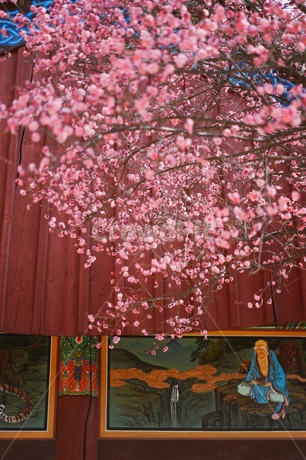 꽃,홍매화,한옥,나무,처마,봄,계절,spring,season,한국전통,한국문화,korean,식물,자연,nature,flower,봄,계절,spring,season,한국전통,한국문화,korean traditional,korean culture,식물,자연,plants,nature,꽃,flower,건축물,건물외관,exterior,building,structure,architecture,construction,plant,blossom