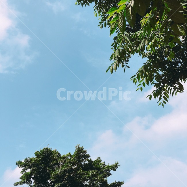 나무,하늘,자연,식물,구름,푸름,푸른하늘,초록잎,tree,plant,sky