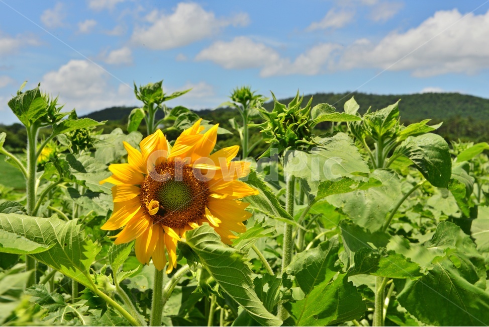 nature,자연,outdoors,옥외,허눌,구름,파란하늘,plant,식물,leaf,잎,해바라기,해바라기밭,여름,계절,summer,season