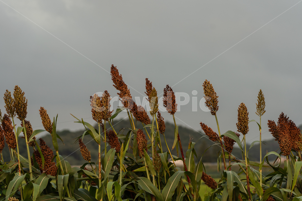 식물,plant,밀,작물,botanical