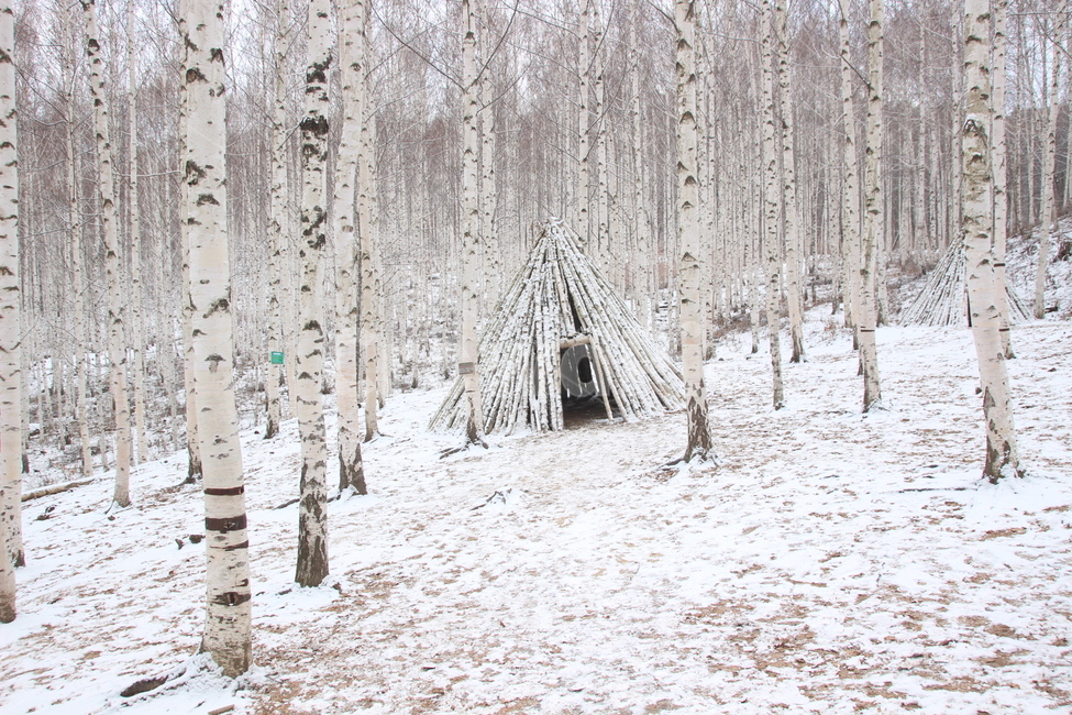 겨울,눈,자작나무,강원도인제군,속삭이는자작나무숲,숲,자작나무풍경,오두막,snow,white,birches,nature