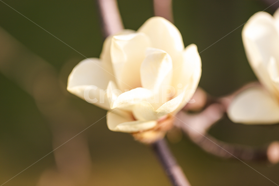 꽃,봄,나무,식물,자연,식물,자연,plants,nature,꽃,flower