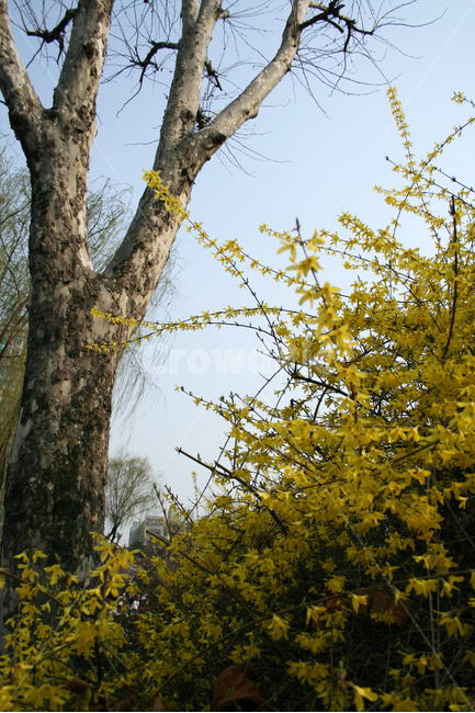 개나리,봄,봄날,감성,spring,flower,풍경,식물,꽃,노란색,봄,계절,spring,season,식물,자연,plants,nature,꽃,flower,tree,나무,plant,tree trunk,나무 줄기