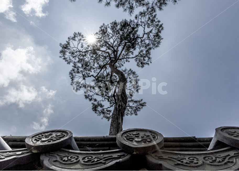 기와,소나무,하늘,절개,감성,한국전통,한국문화,korean traditional,korean culture,식물,자연,plants,nature,나무,trees,wood,건축물,건물외관,exterior,building,structure,architecture,construction