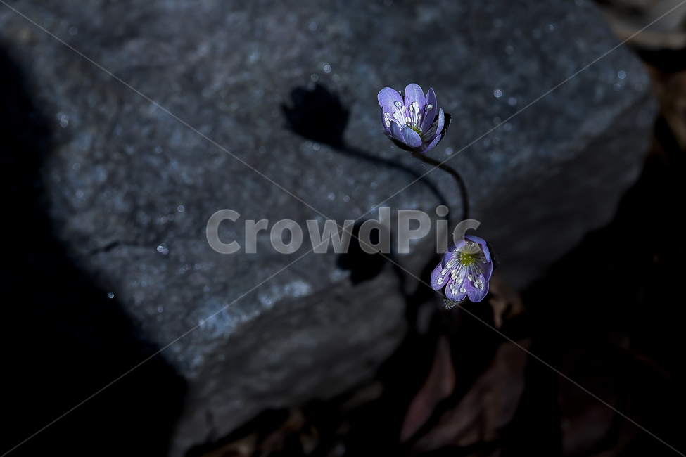 노루귀,Hepatica,신뢰,자신감,인내,confidence,수리산,구봉산,화야산,봄꽃,식물,자연,plants,nature,꽃,flower